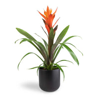 Guzmania spp. Orange Bromeliad