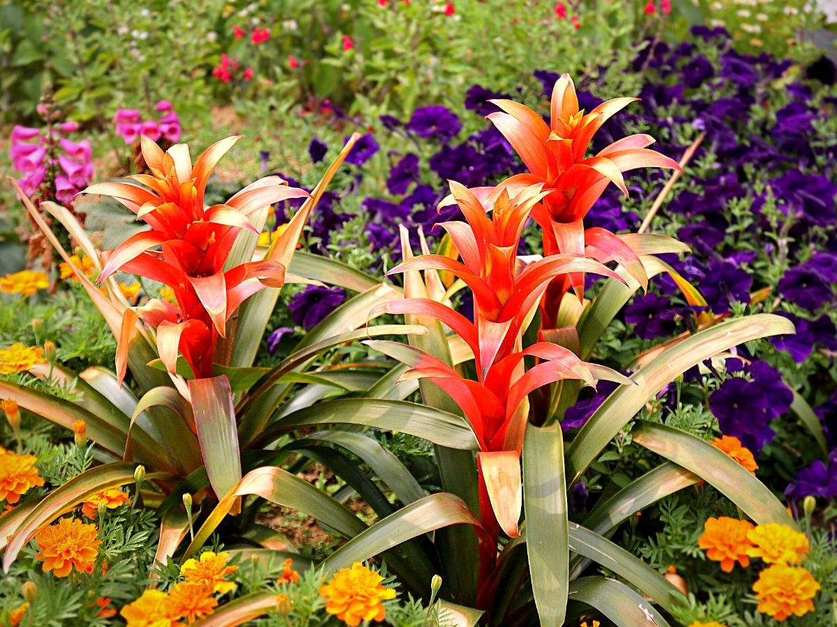 Guzmania spp. Pink Bromeliad