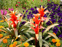 Guzmania spp. Pink Bromeliad