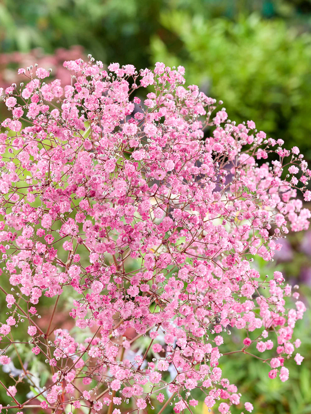 Baby's Breath Pink (Gypsophila spp.)