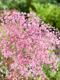 Baby's Breath Pink (Gypsophila spp.)