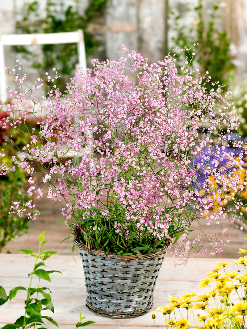 Baby's Breath Pink (Gypsophila spp.)