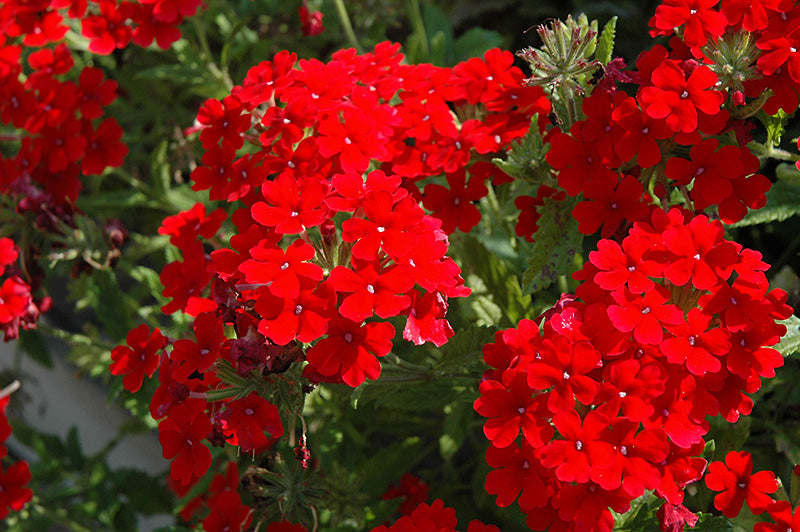 Verbena Almira Scarlet (Verbena)