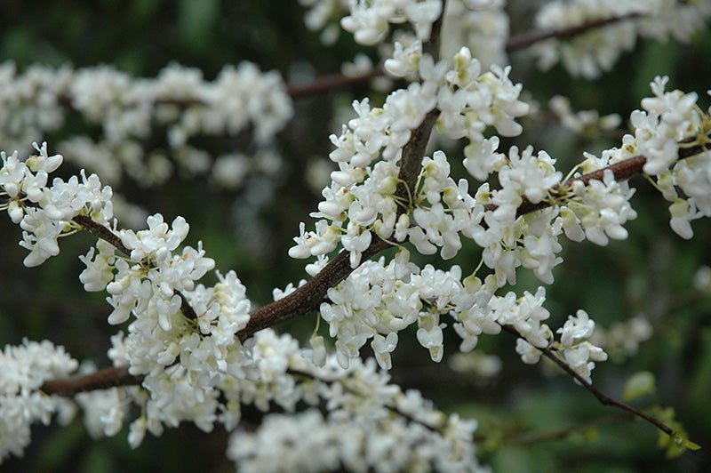 Eastern Redbud Alba (Cercis canadensis) - Ladybird Nursery