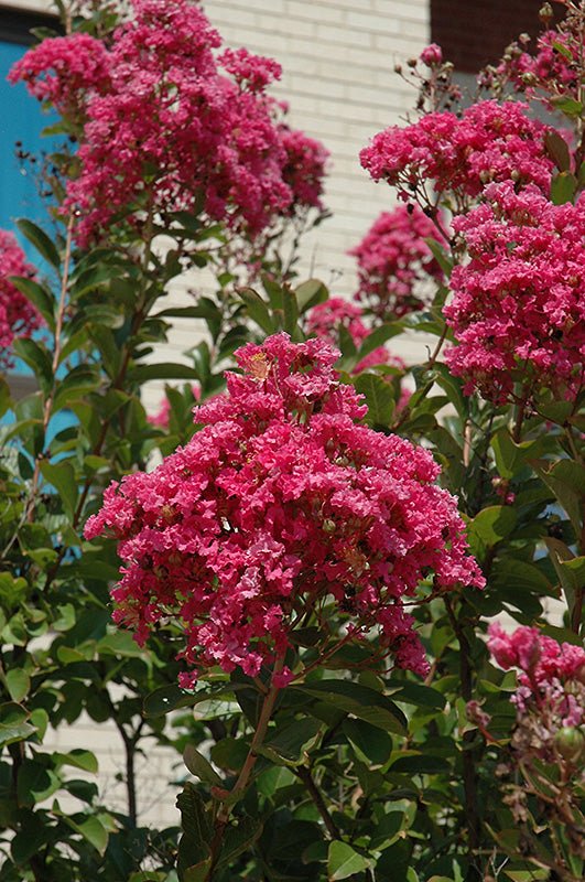 Crepe Myrtle Miami (Lagerstroemia) - Ladybird Nursery