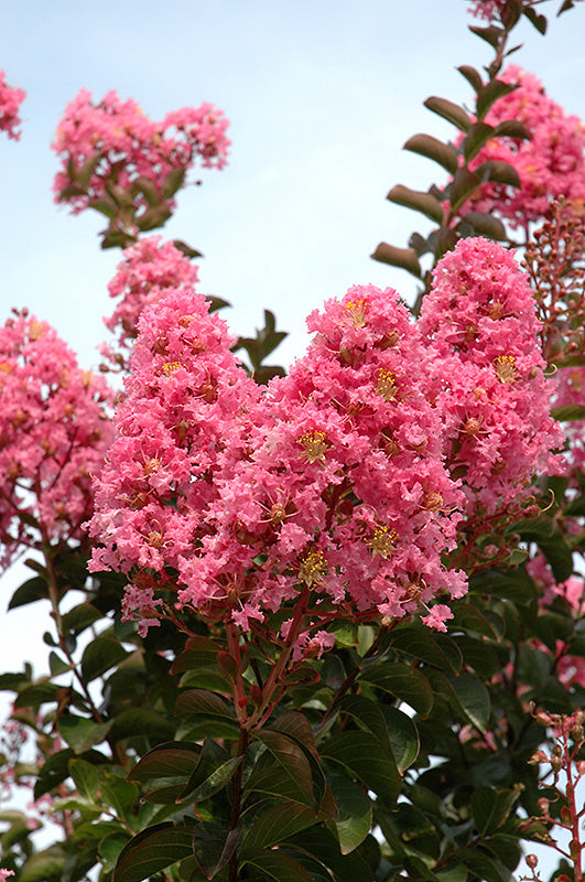 Crepe Myrtle Sioux (Lagerstroemia)