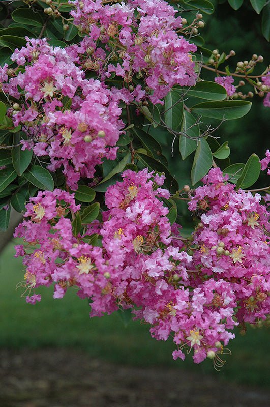 Crepe Myrtle Lipan (Lagerstroemia) - Ladybird Nursery