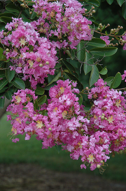 Crepe Myrtle Lipan (Lagerstroemia)