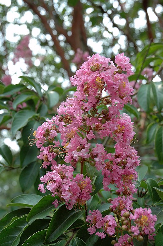 Crepe Myrtle Biloxi (Lagerstroemia) - Ladybird Nursery