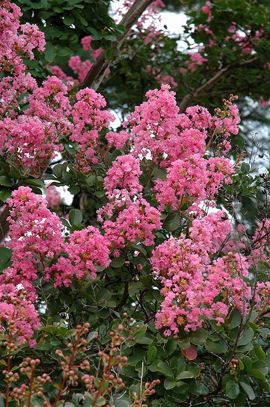 Crepe Myrtle Potomac (Lagerstroemia indica) - Ladybird Nursery