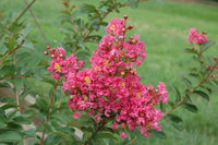 Crepe Myrtle Comanche (Lagerstroemia) - Ladybird Nursery