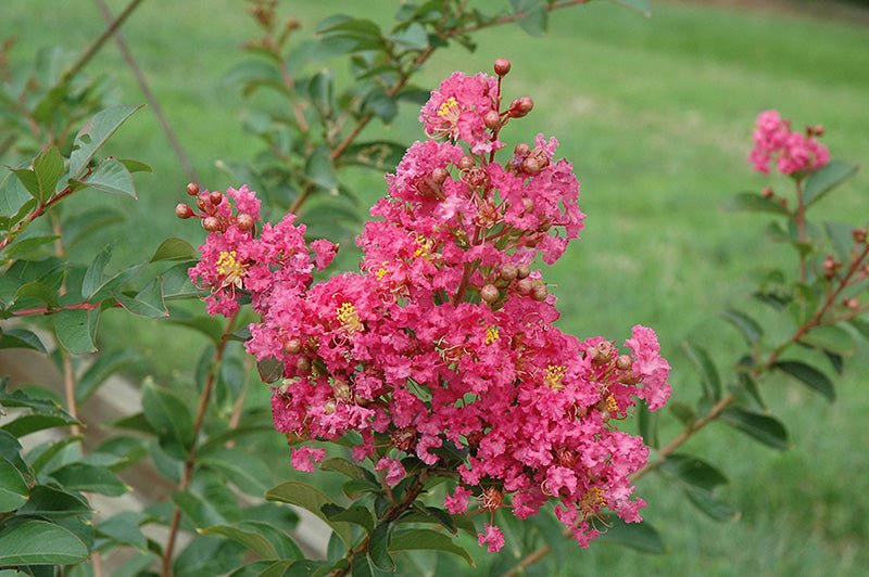 Crepe Myrtle Comanche (Lagerstroemia) - Ladybird Nursery