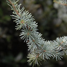 Upright Blue Cedar glauca fastigiata (Cedrus atlantica)