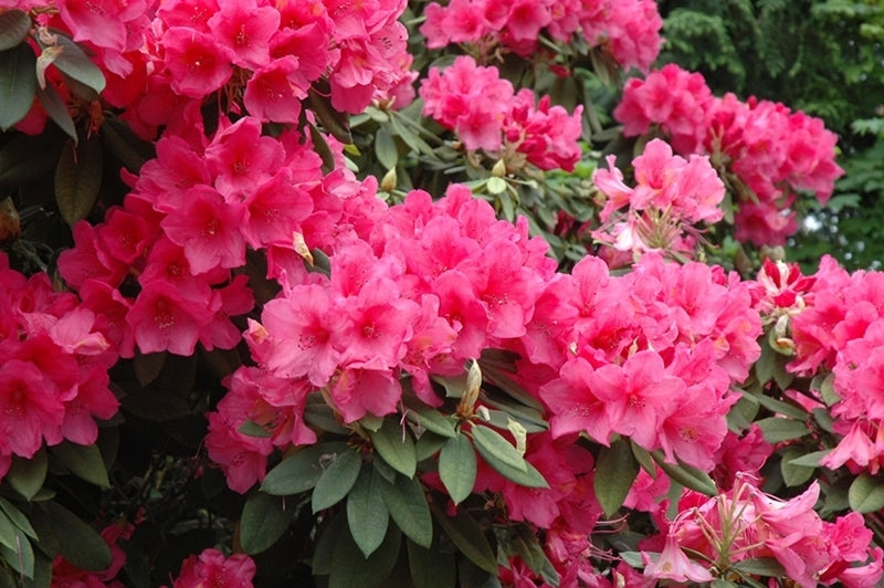 Rhododendron Anna Rose