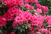 Rhododendron Anna Rose - Ladybird Nursery
