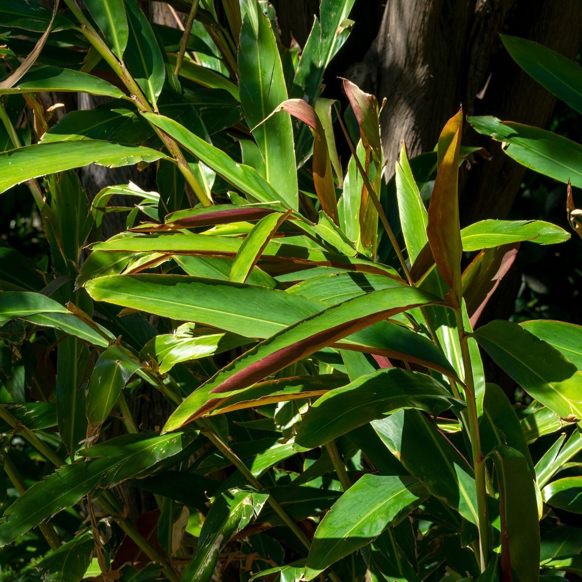 Red Back Native Ginger (Alpinia caerulea) - Ladybird Nursery