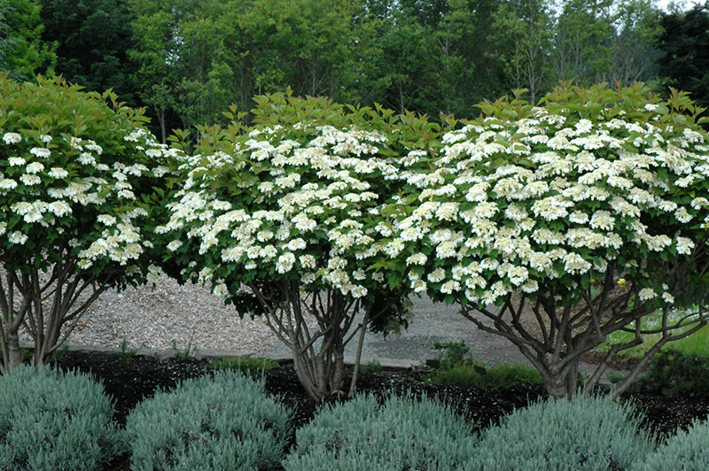 Compact Viburnum Compactum (Viburnum opulus)