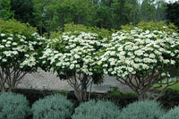 Compact Viburnum Compactum (Viburnum opulus) - Ladybird Nursery
