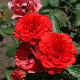 Rose Warrior (Rosa) - Ladybird Nursery