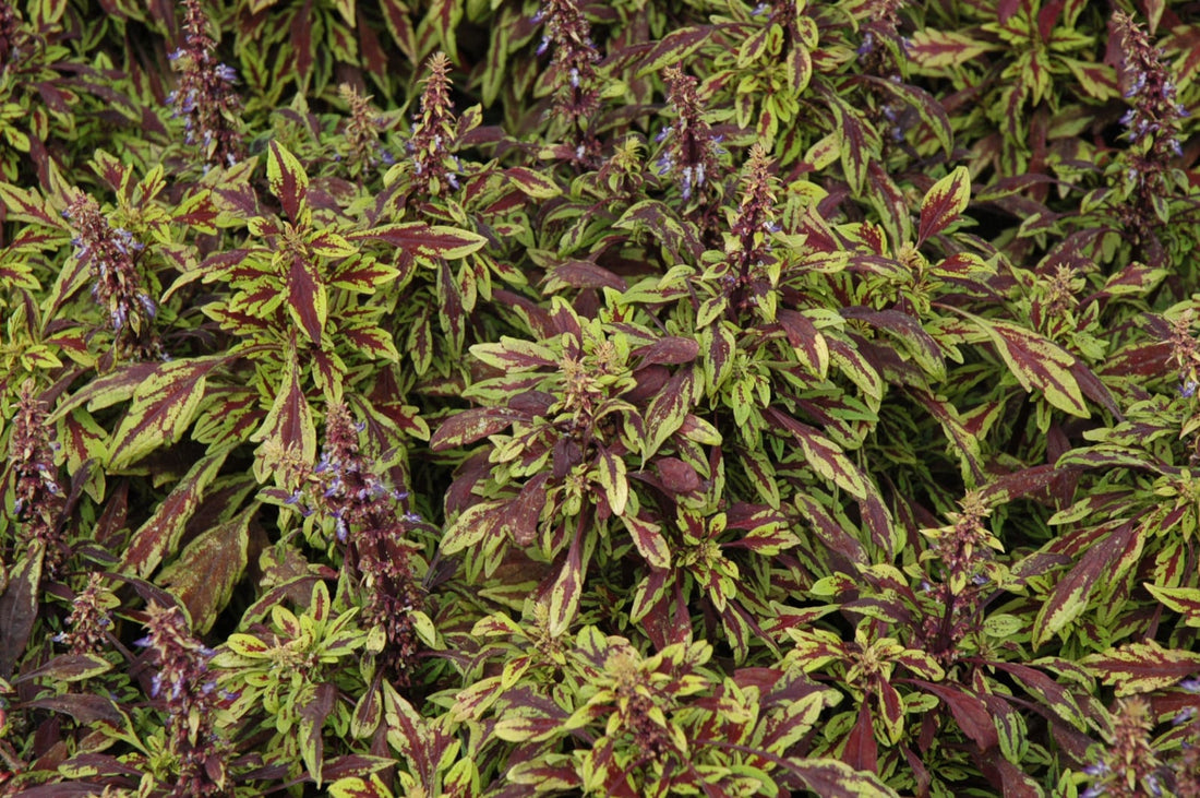 Coleus Chipotle - Ladybird Nursery