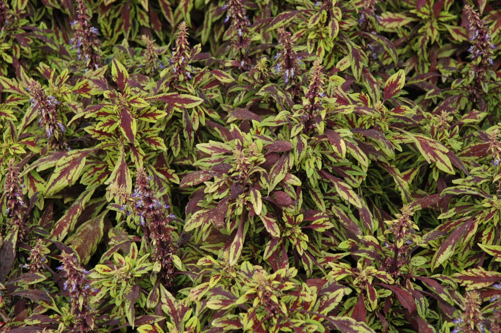 Coleus Chipotle - Ladybird Nursery