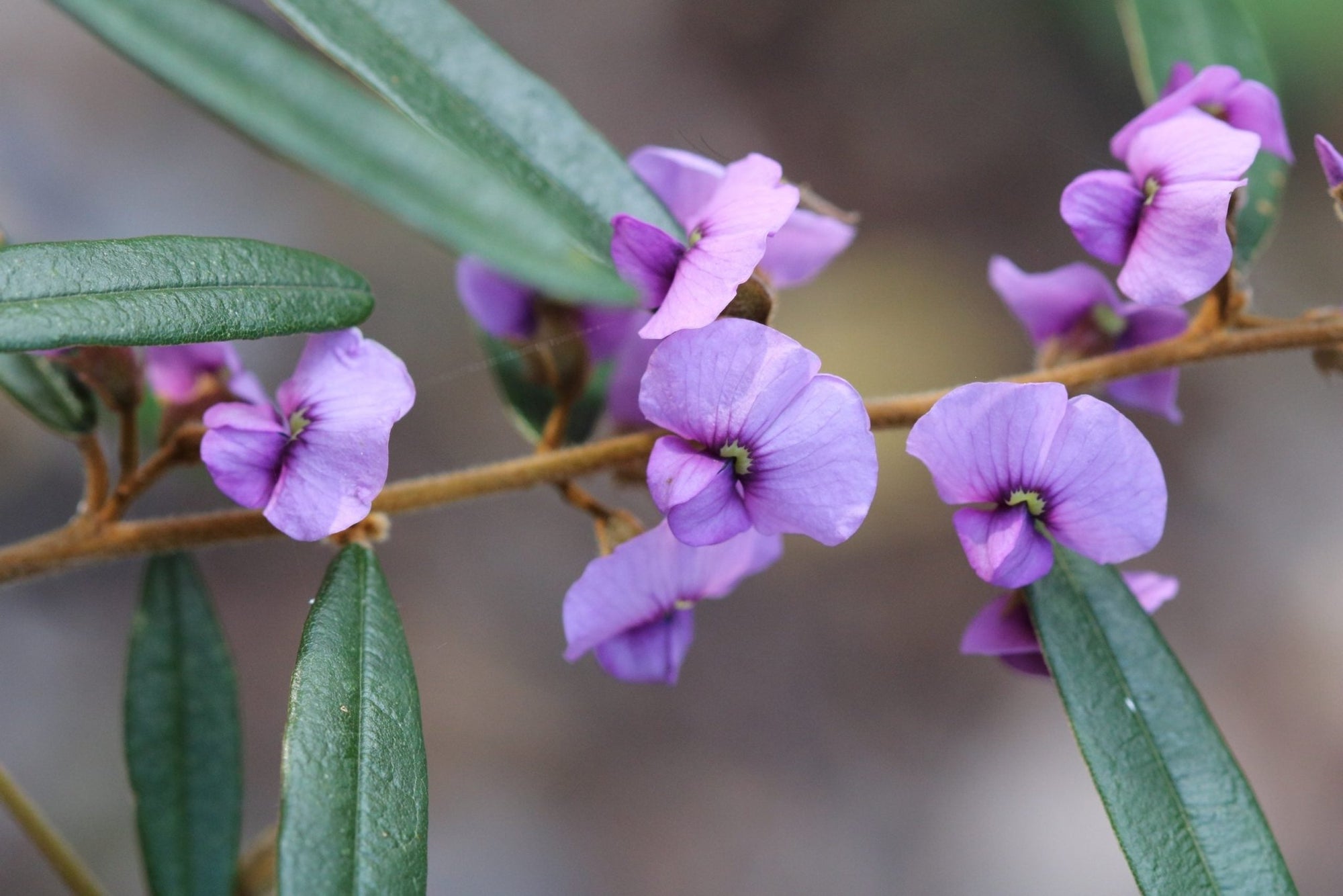 Purple Hovea (Hovea acutifolia) - Ladybird Nursery