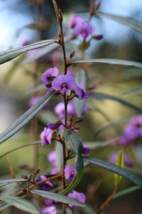 Purple Hovea (Hovea acutifolia)