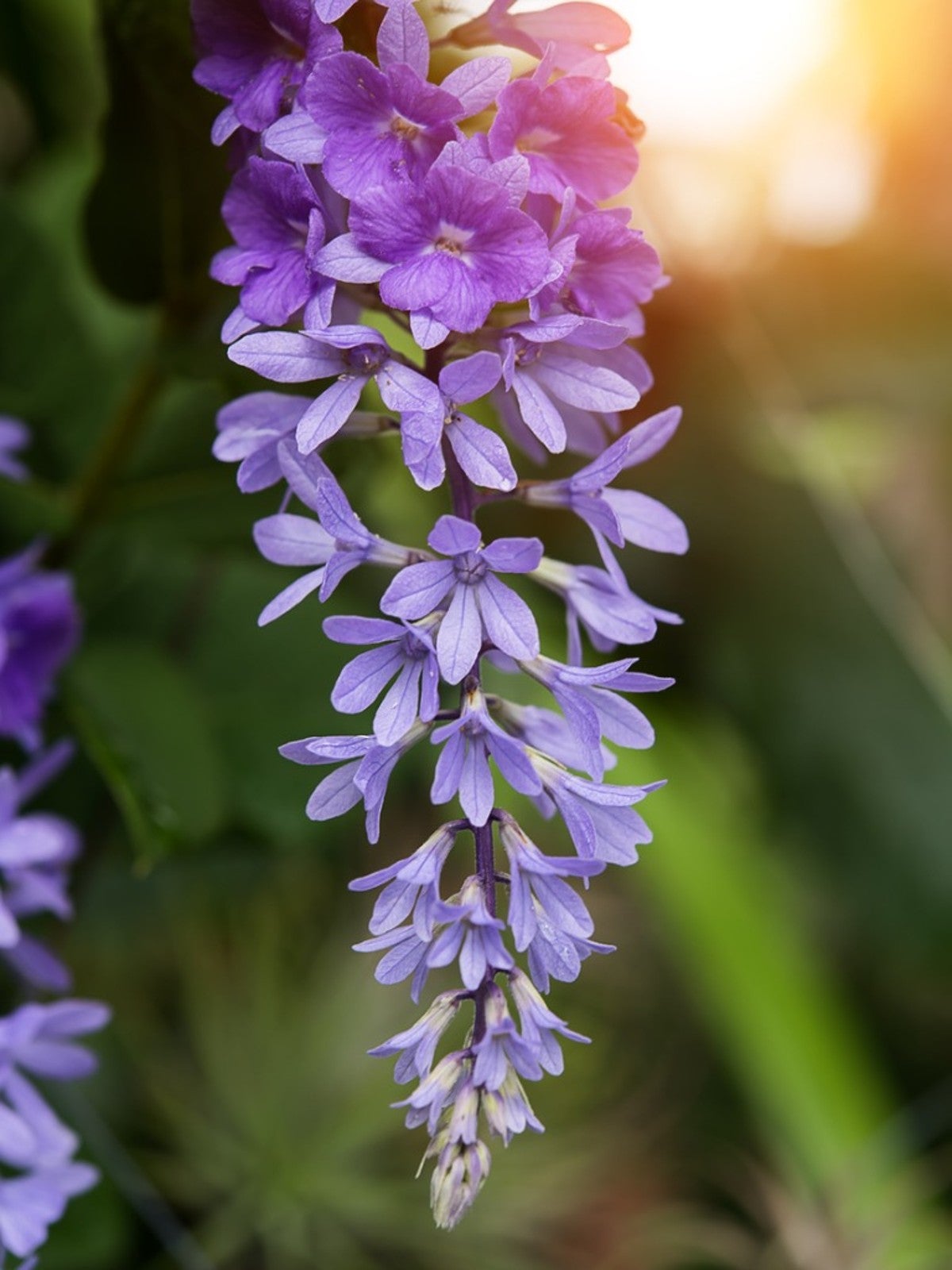 Queen’s Wreath Purple Queen (Petrea)