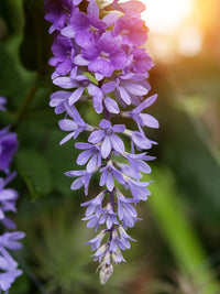 Queen’s Wreath (Petrea volubilis)