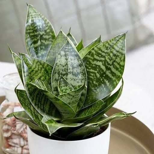 Bird's Nest Snake Plant Hahnii (Sansevieria trifasciata) - Ladybird Nursery