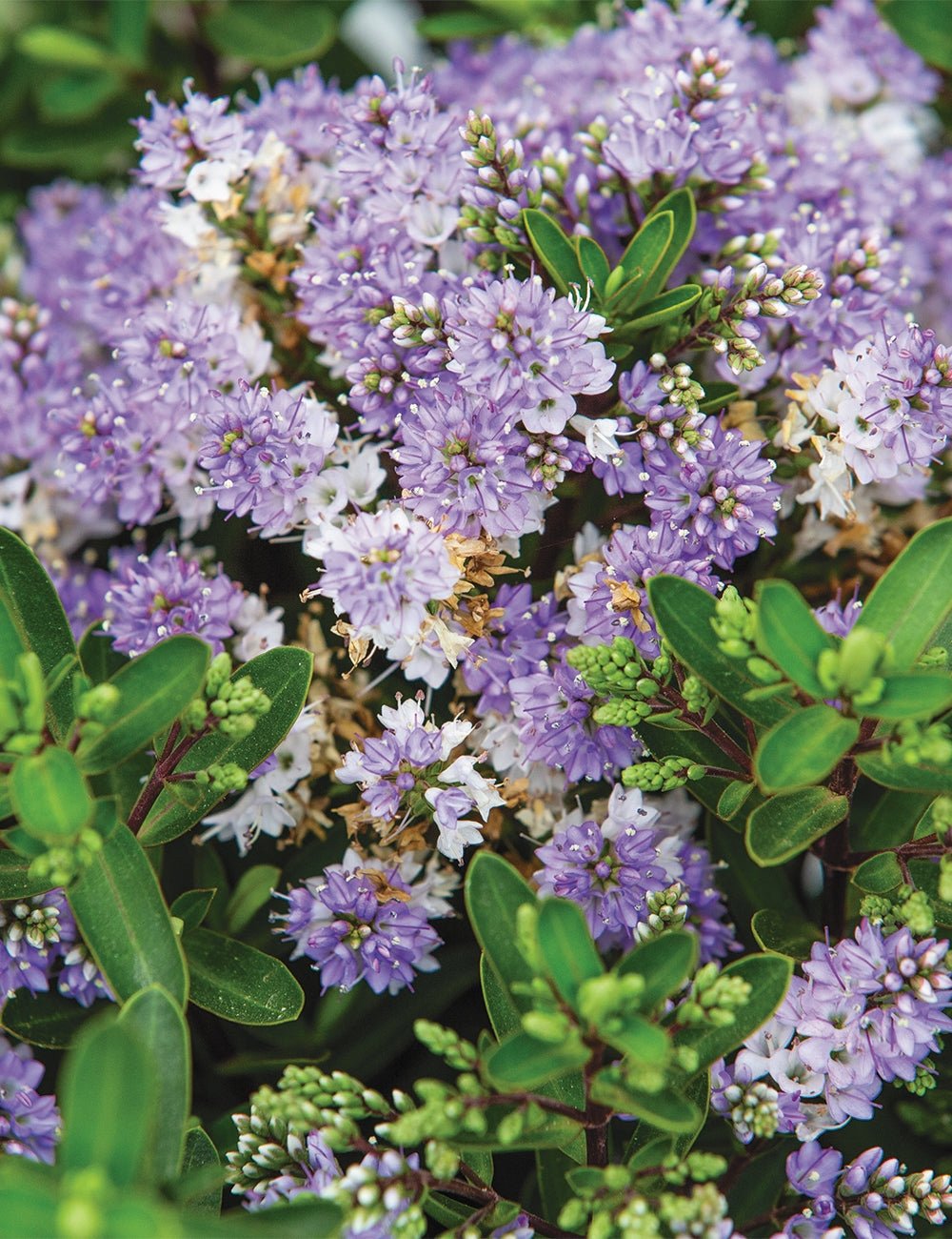 Hebe Bloomin Lilac Mist - Ladybird Nursery