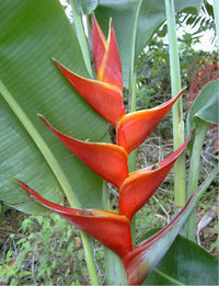 Heliconia bihai x caribaea 'Kawauchi'