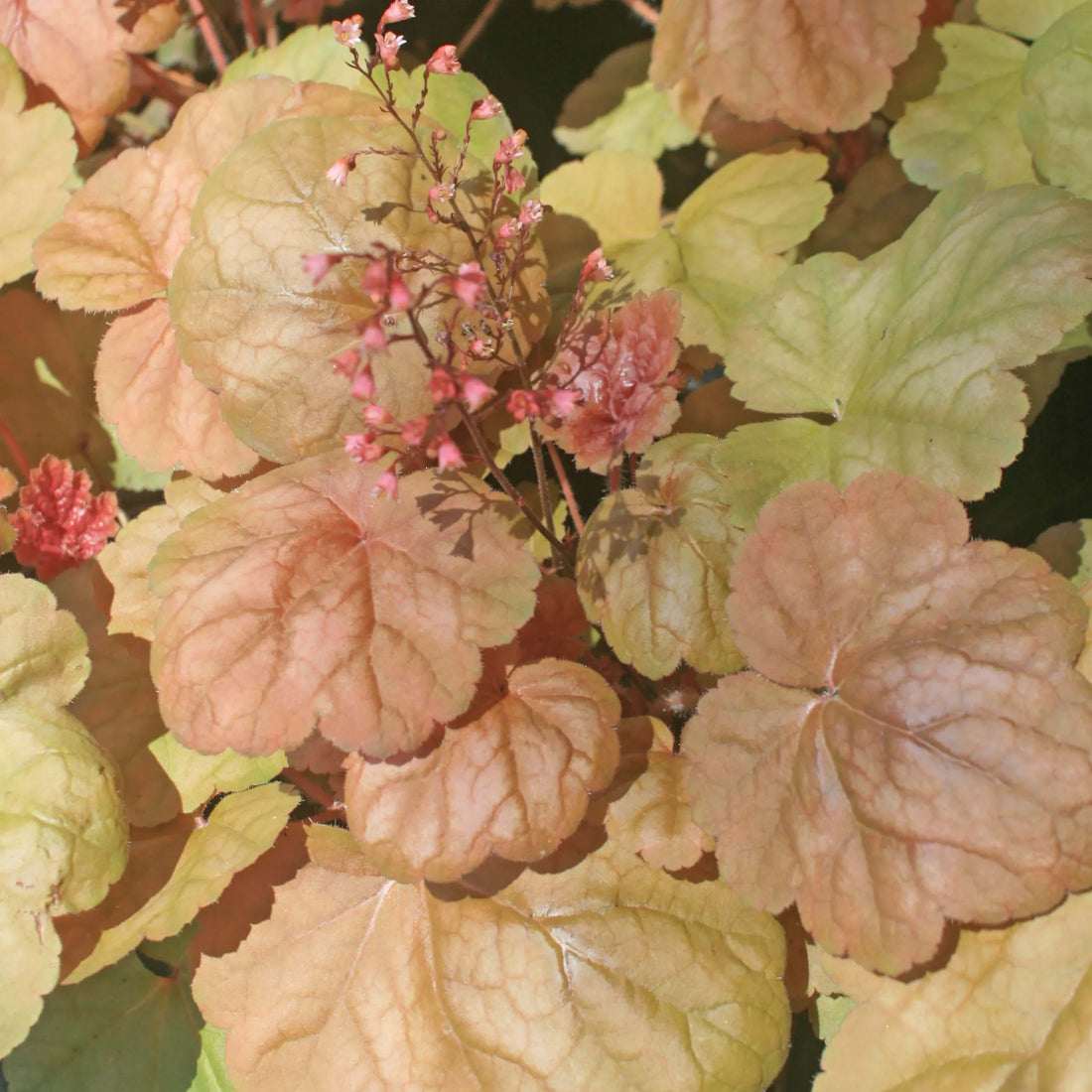 Heuchera Apricot (Heuchera spp.) - Ladybird Nursery