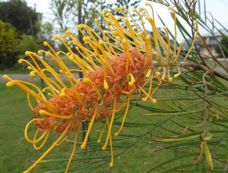 Grevillea Honey Wonder - Ladybird Nursery