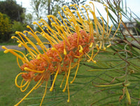 Grevillea Honey Wonder