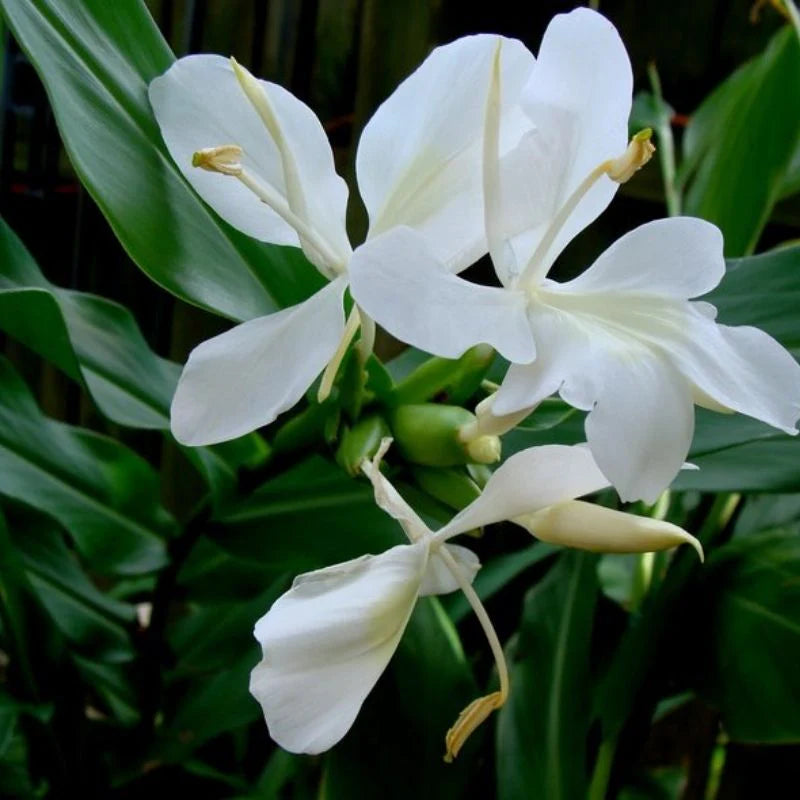 White Ginger Lily (Hedychium coronarium)