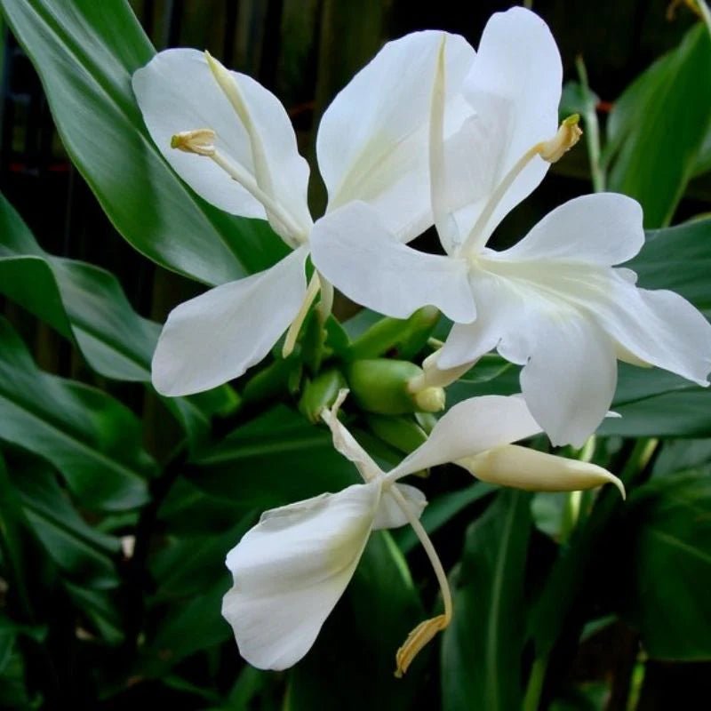 White Ginger Lily (Hedychium coronarium) - Ladybird Nursery