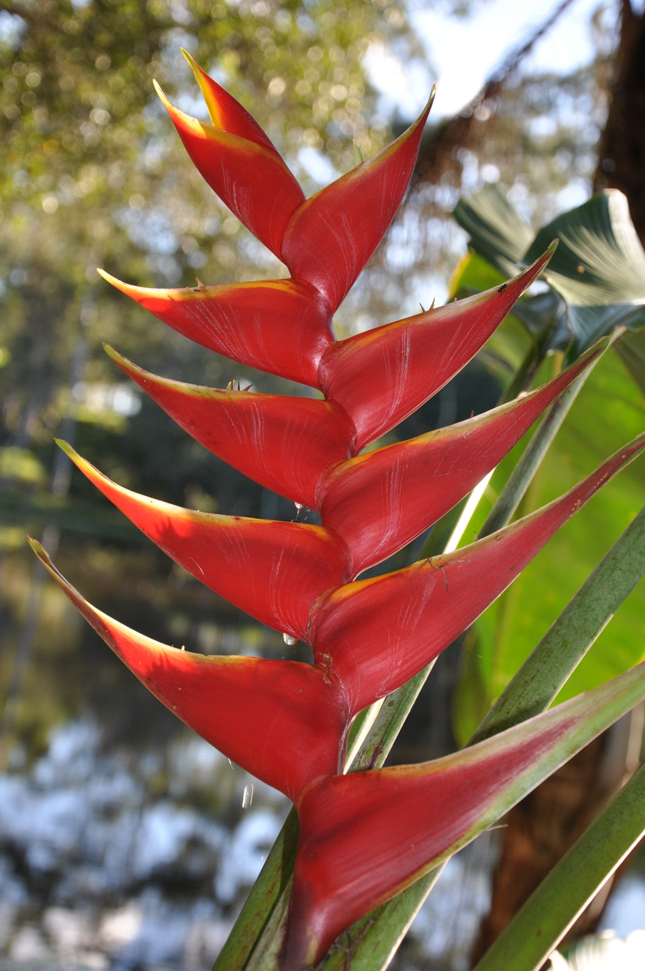 Heliconia bihai x caribaea 'Criswick'