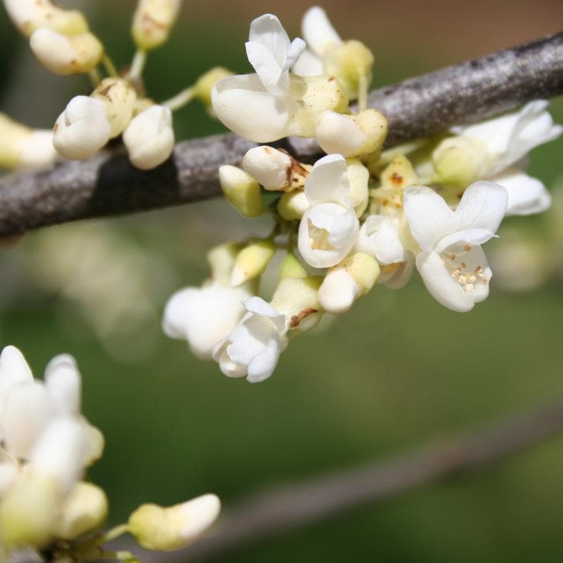 Eastern Redbud Alba (Cercis canadensis)