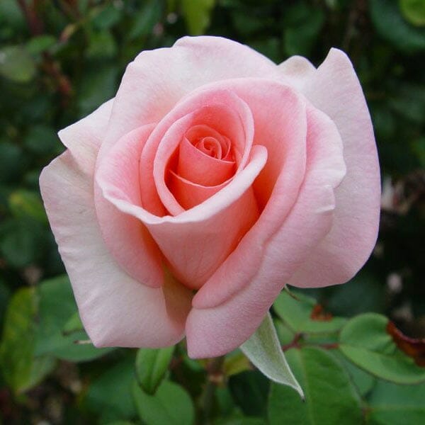 Rose 'Flamingo' 3ft Standard - Ladybird Nursery