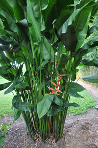 Heliconia bihai 'Manoa Sunrise'