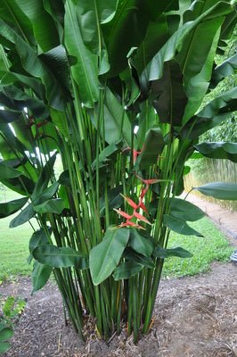 Heliconia bihai 'Manoa Sunrise' - Ladybird Nursery