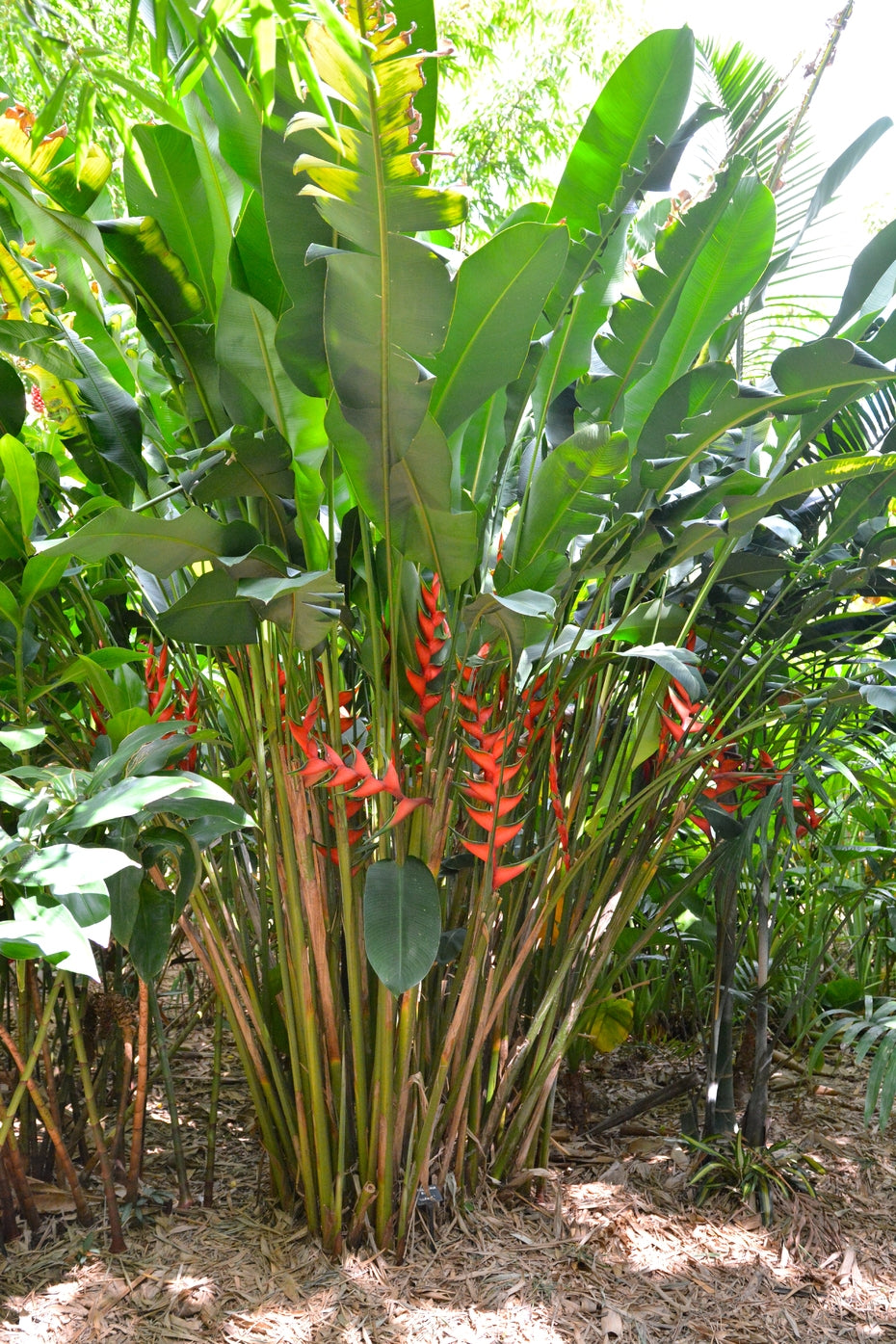 Heliconia bihai 'Claw I'