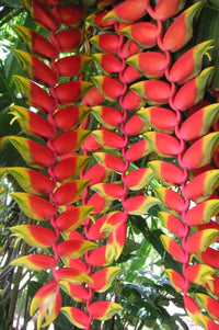 Heliconia rostrata 'Parrot's Beak'