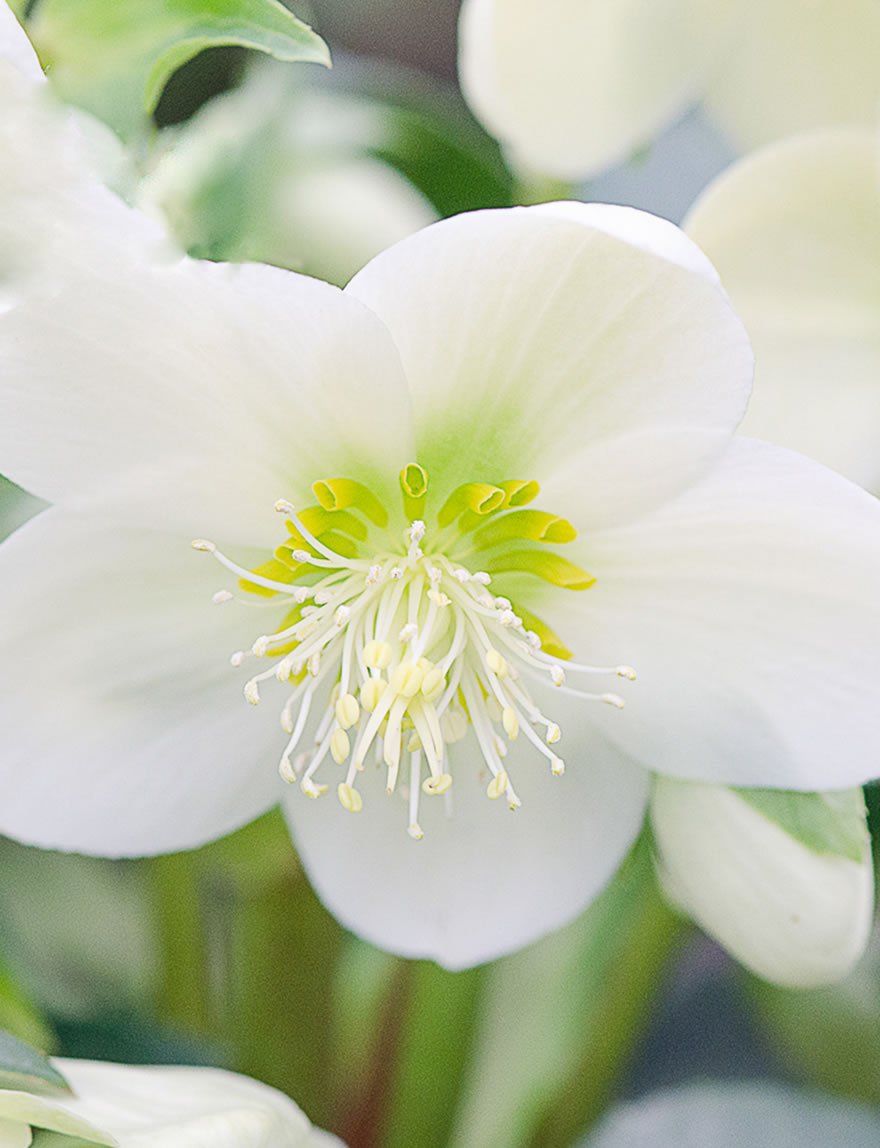 Hellebore Gold Collection ® Ice Breaker Max (Helleborus ) - Ladybird Nursery