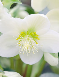 Hellebore Gold Collection ® Ice Breaker Max (Helleborus )