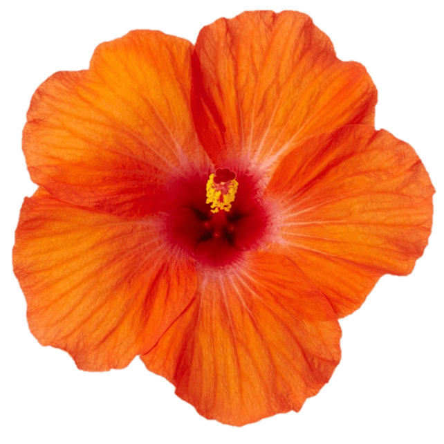 Hibiscus Flamenco™ Hera - Ladybird Nursery