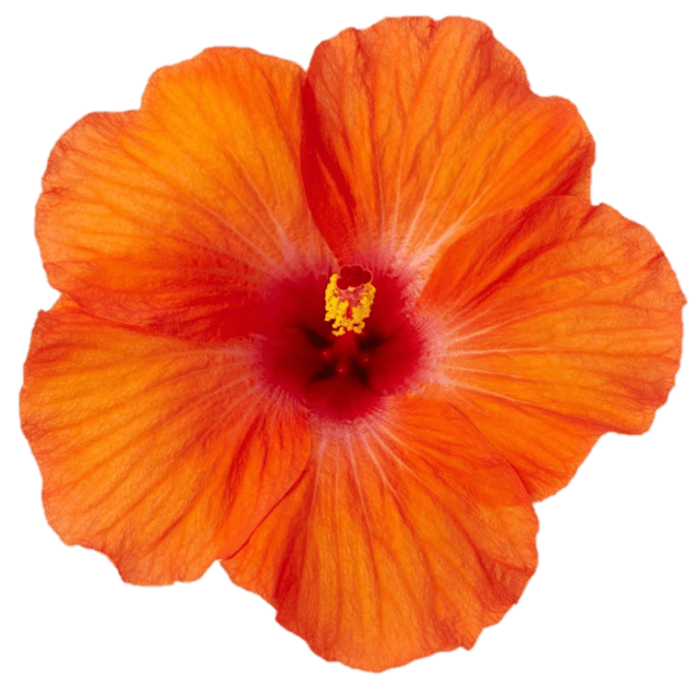 Hibiscus Flamenco™ Hera