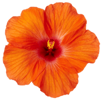 Hibiscus Flamenco™ Hera