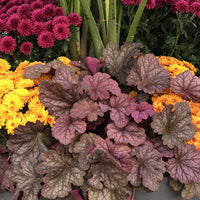 Heuchera 'Berry Smoothie' - Ladybird Nursery